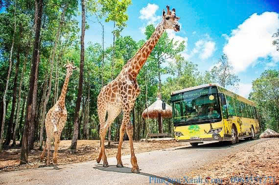 công viên bán hoang dã Vinpearl Safari Phú Quốc.