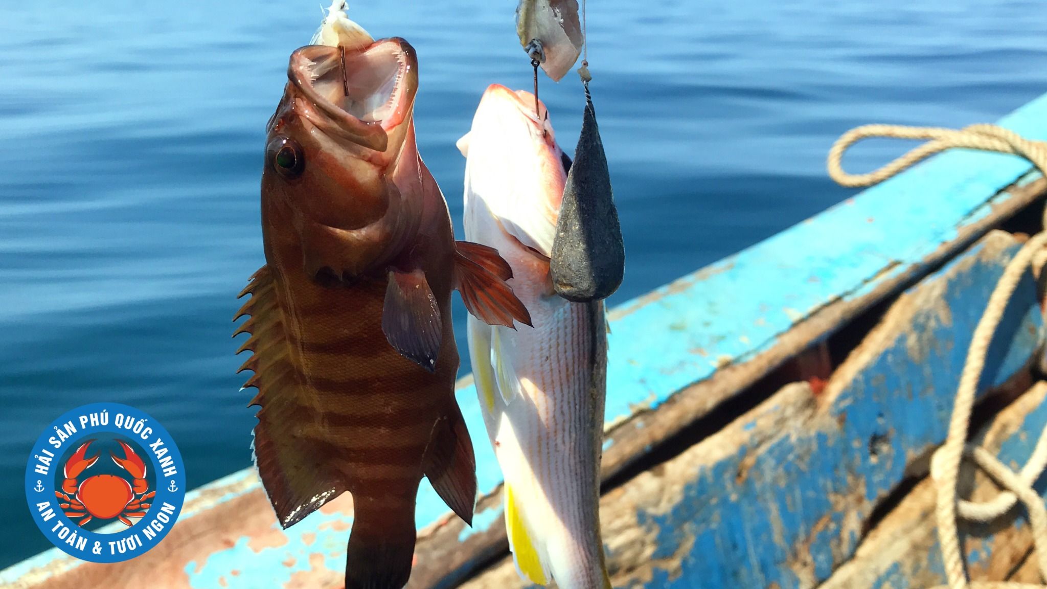 CÂU CÁ & BƠI NGẮM SAN HÔ BẰNG TÀU