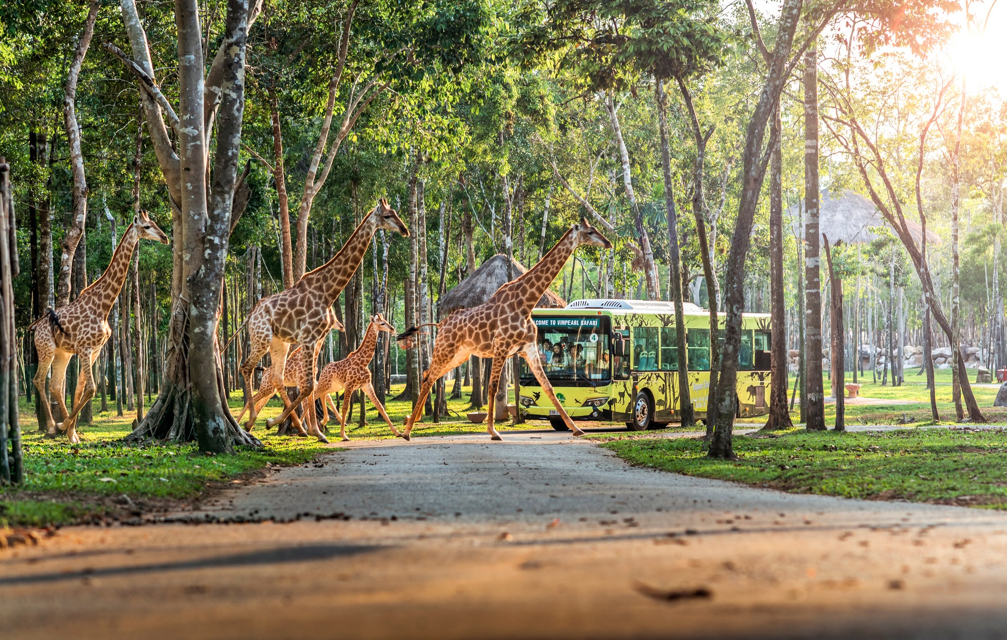 Vinpearl Safari Phú Quốc là vườn thú bán hoang dã đầu tiên và lớn nhất tại Việt Nam