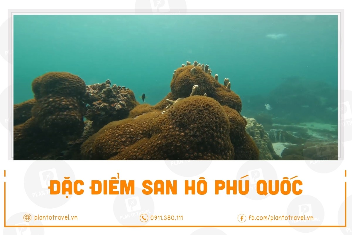 Đặc điểm san hô Phú Quốc đa dạng thế nào & các loài đặc trưng