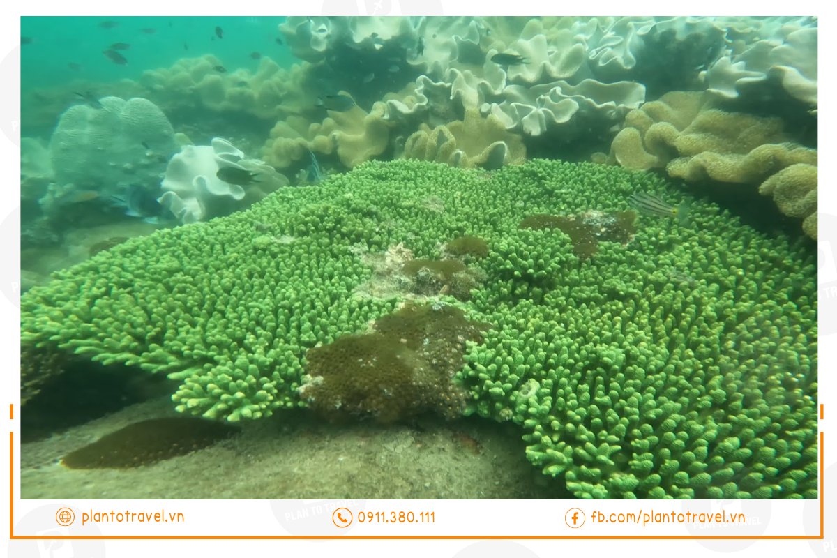  Mùa khô cũng là thời gian khi nhiều loại cá và san hô đẹp nhất xuất hiện, tạo nên những cảnh quan tuyệt vời dưới lòng biển.