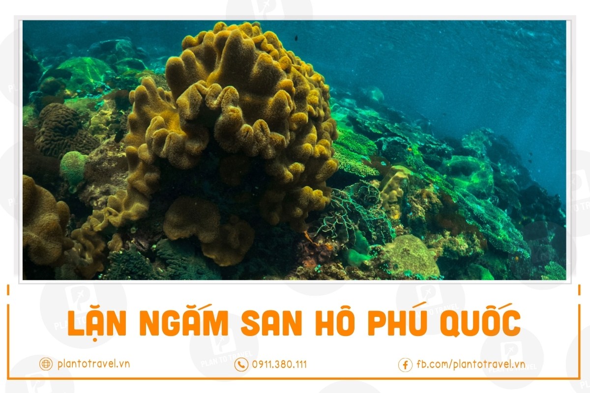 Lặn ngắm san hô Phú Quốc ngắm sinh vật biển thú vị