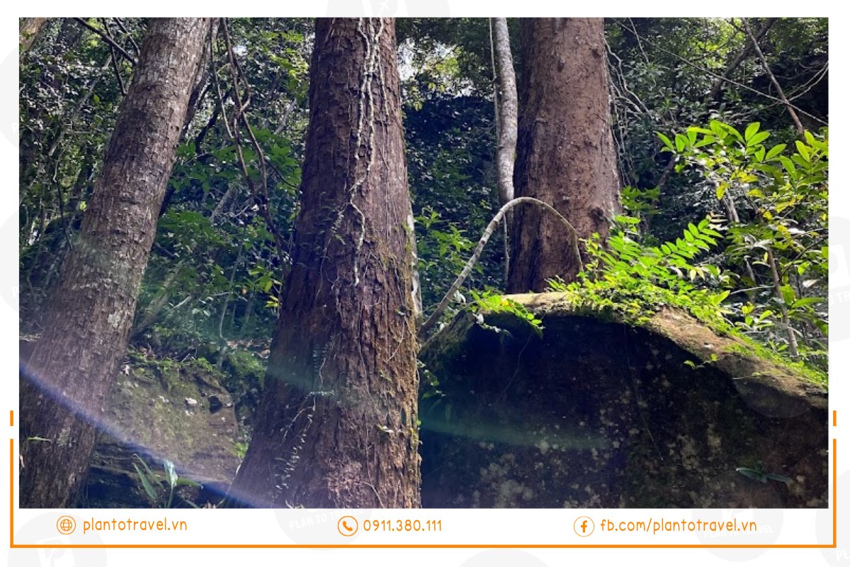 Đặc điểm Tiên Sơn Đỉnh được bao vây bởi những tán cổ thụ tua tủa rễ phủ đầy rêu xanh và dương xỉ.