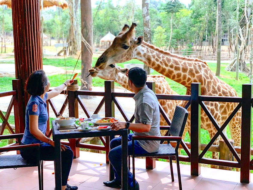 Ăn trưa tại Giraffe Restaurant, ngắm những chú hươu cao cổ và cho chúng ăn