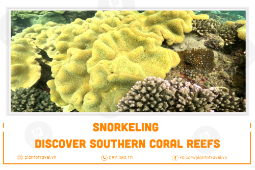 Snorkeling: Discover Southern, Northern Coral Reefs