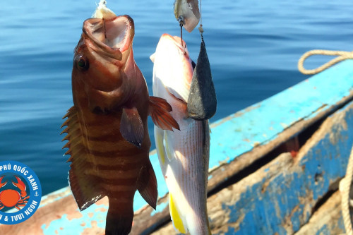 CÂU CÁ & BƠI NGẮM SAN HÔ BẰNG TÀU
