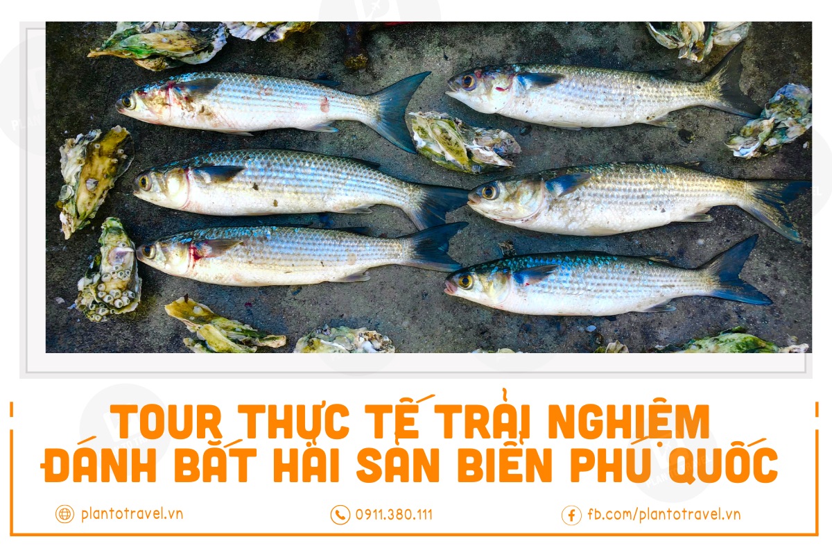 Tour thực tế trải nghiệm đánh bắt hải sản biển Phú Quốc